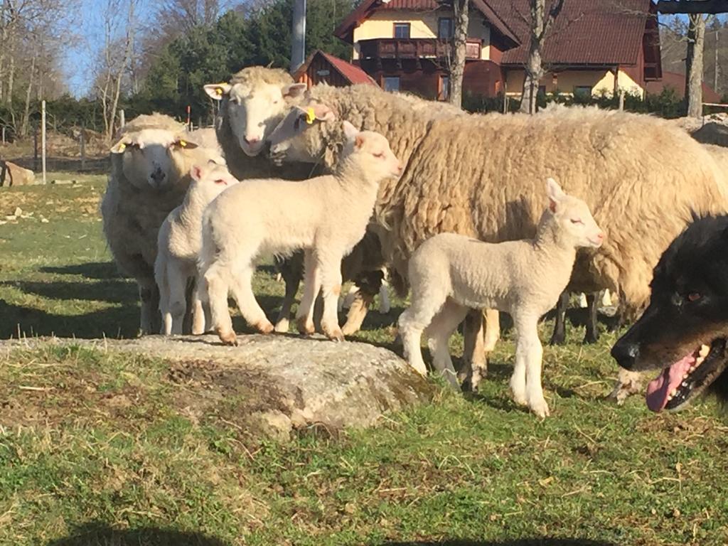 Penzion Farma Žleby Ceske Zleby Exterior foto